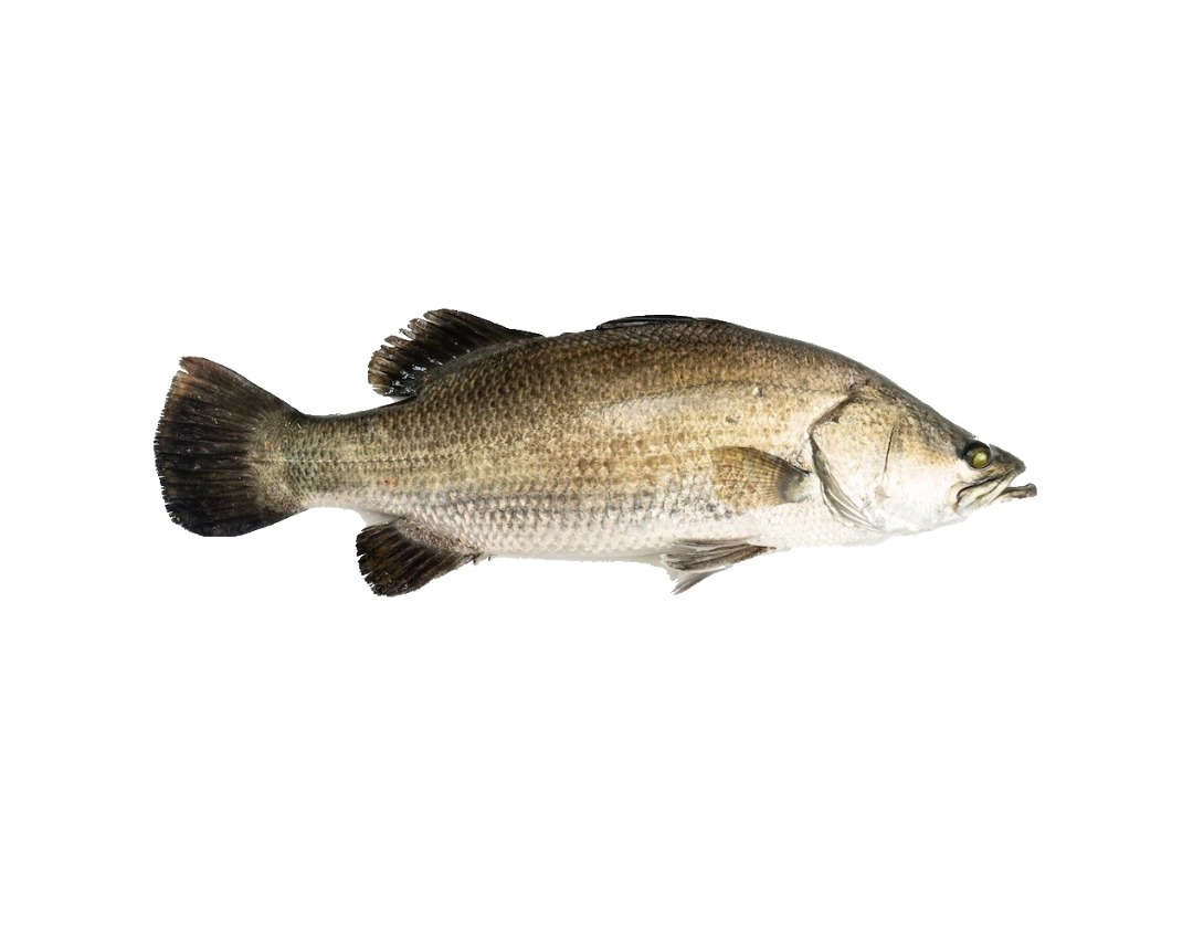 KS Aqua Sea Bass Fish myaeon2go