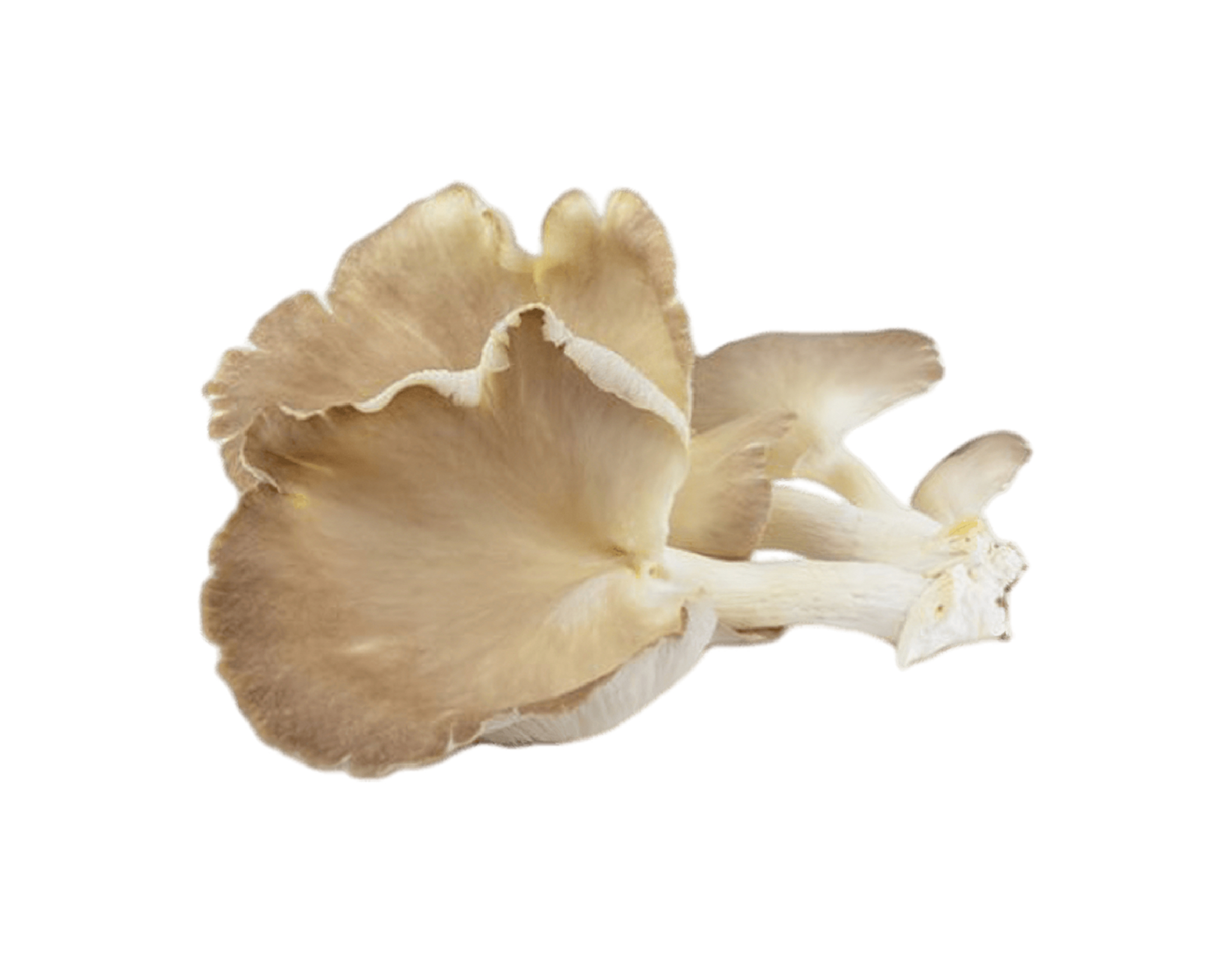 Local Oyster Mushroom | myaeon2go